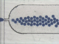 Pojedyncze krople widoczne w urządzeniu mikroprzepływowym. Fot. Tomasz Szymborski